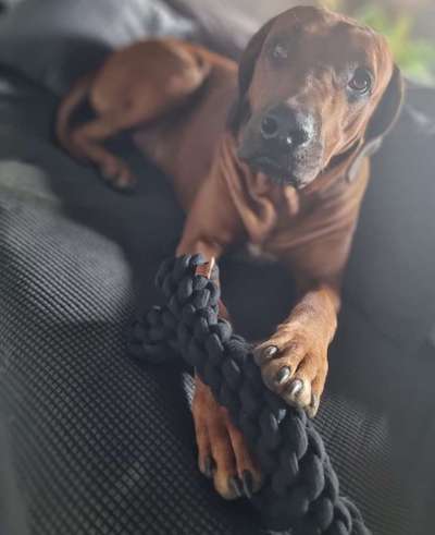 Rhodesian Ridgeback-Beitrag-Bild