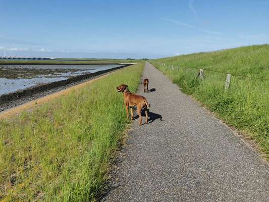 Rhodesian Ridgeback-Beitrag-Bild