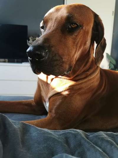 Rhodesian Ridgeback-Beitrag-Bild