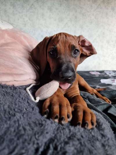 Rhodesian Ridgeback-Beitrag-Bild
