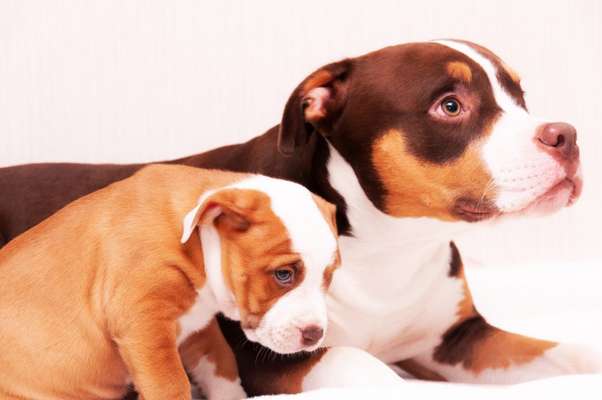 Dackelblick-Beitrag-Bild