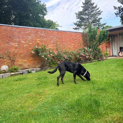 Hundetreffen-Sozialisierungstreffe-Bild