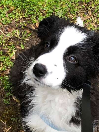 Welpen Bilder !-Beitrag-Bild