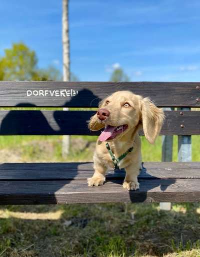 Hundetreffen-Welpentreffen in Vorsfelde-Bild