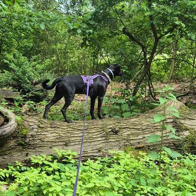 Hundetreffen-Treffen für gemeinsame Spaziergänge-Bild