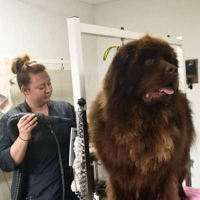 %{de_profession_title}-Hunde Fellpflege-Bild