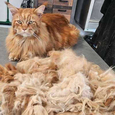 %{de_profession_title}-Katzen Fellpflege-Bild