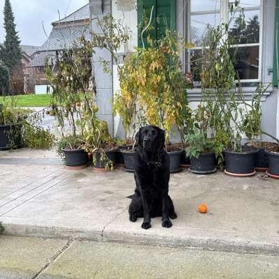 Hundetreffen-Suche Spielpartner für meinen Labi Blue-Bild