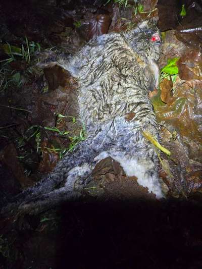 Giftköder-Tierkadaver (totes Kaninchen), Kanalweg-Bild