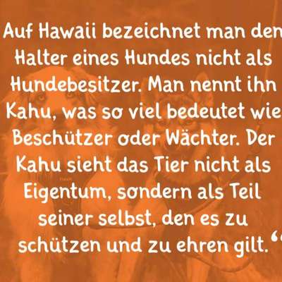 aktuelles Foto Gruppe Französische Bulldogge