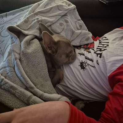 aktuelles Foto Gruppe Französische Bulldogge