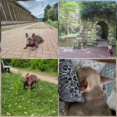 aktuelles Foto Gruppe Französische Bulldogge