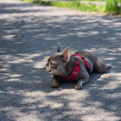aktuelles Foto Gruppe Französische Bulldogge