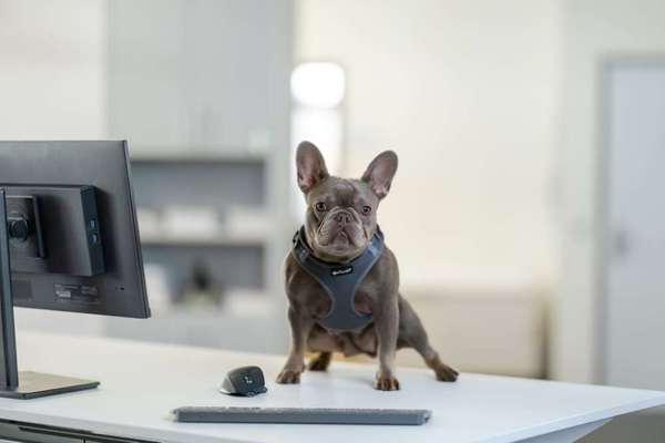 🐶 Sind Bürohunde jetzt VERBOTEN?! 😱-Beitrag-Bild