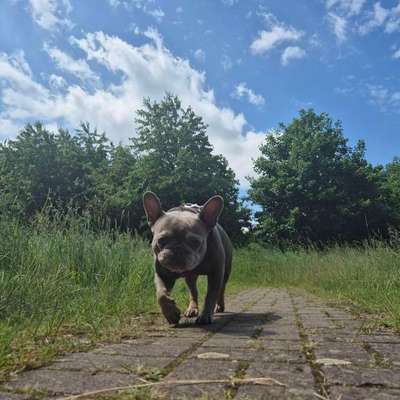aktuelles Foto Gruppe Französische Bulldogge
