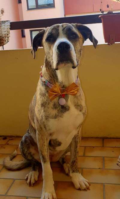 Deutsche Doggen Besitzer zeigt euch-Beitrag-Bild