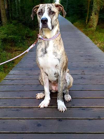 Bardino-Beitrag-Bild