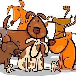 Hundetreffen-Spielstunde 🐾🐕-Bild