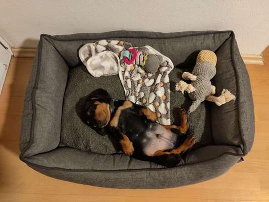 Als Welpen sind sie alle noch süßer-Beitrag-Bild