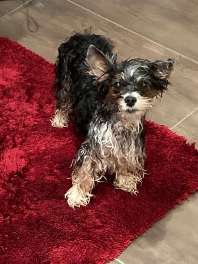 Zeige den lustigsten Blick deines Hundes-Beitrag-Bild