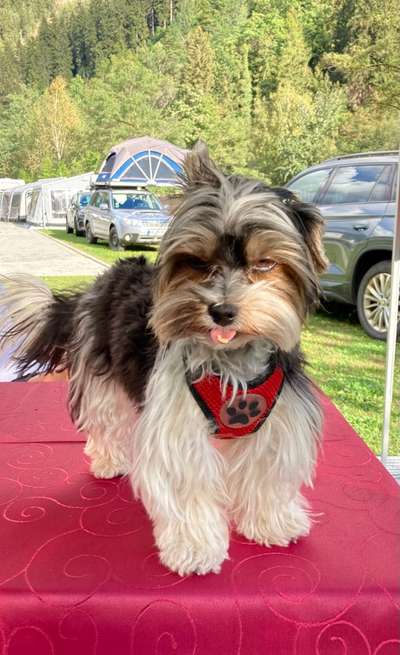 Zeige den lustigsten Blick deines Hundes-Beitrag-Bild