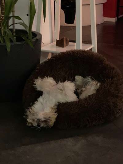 Zeige den lustigsten Blick deines Hundes-Beitrag-Bild