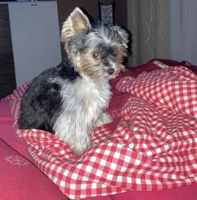 Zeige den lustigsten Blick deines Hundes-Beitrag-Bild