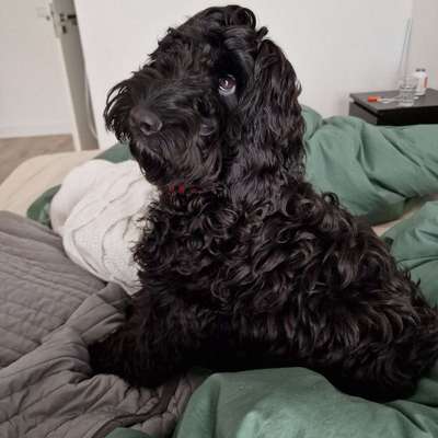 Hundetreffen-Gassi gehen und spielen-Bild