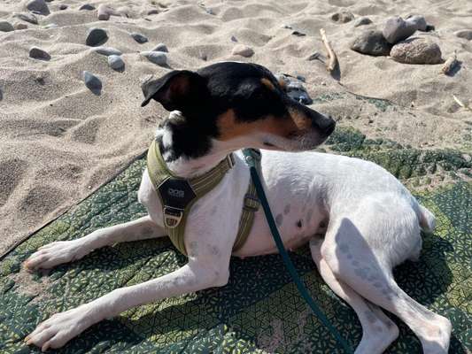 Ratonero Bodeguero Andaluz-Beitrag-Bild