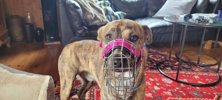 Wie sitzt mein Maulkorb / Maulkorb-Beratung-Beitrag-Bild