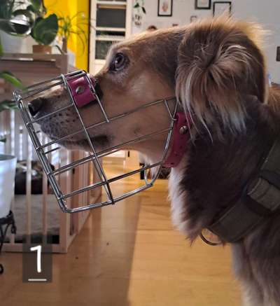 Wie sitzt mein Maulkorb / Maulkorb-Beratung-Beitrag-Bild