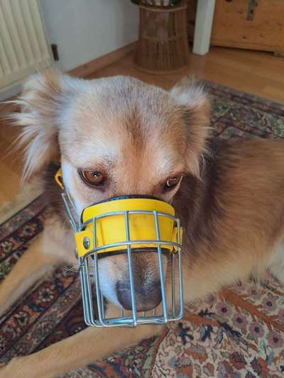 Wie sitzt mein Maulkorb / Maulkorb-Beratung-Beitrag-Bild