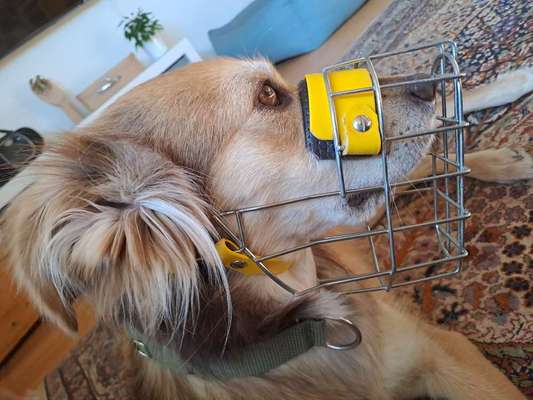 Wie sitzt mein Maulkorb / Maulkorb-Beratung-Beitrag-Bild