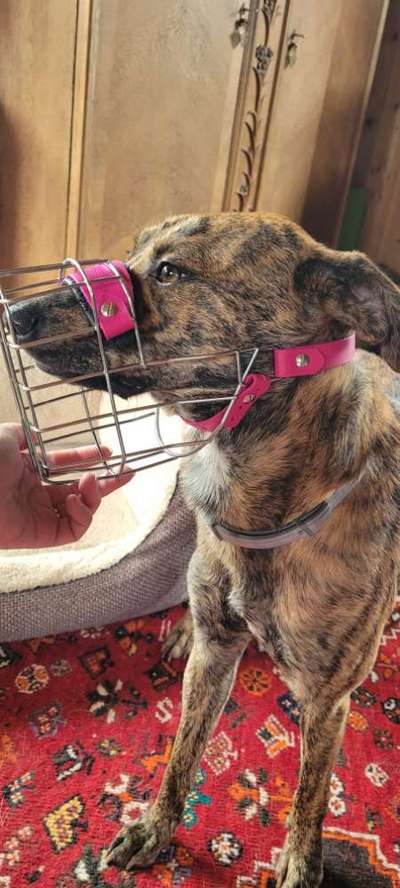 Wie sitzt mein Maulkorb / Maulkorb-Beratung-Beitrag-Bild