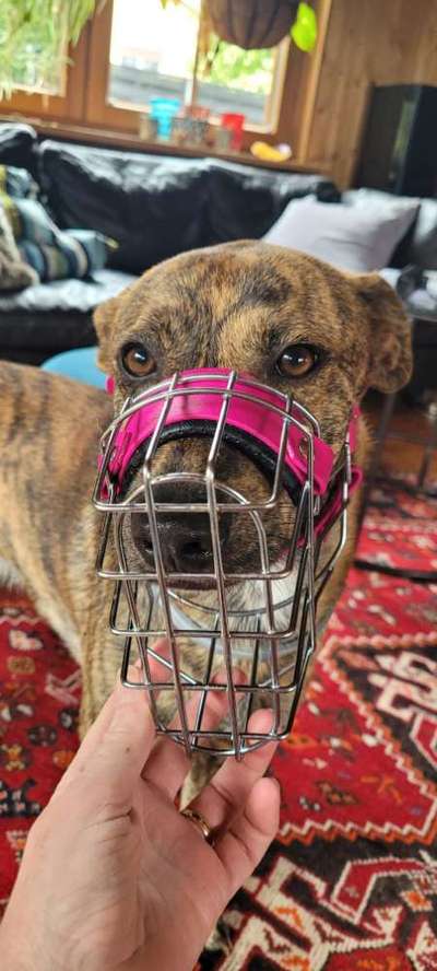 Wie sitzt mein Maulkorb / Maulkorb-Beratung-Beitrag-Bild