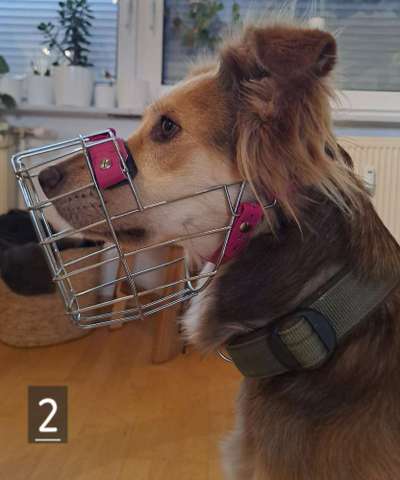 Wie sitzt mein Maulkorb / Maulkorb-Beratung-Beitrag-Bild