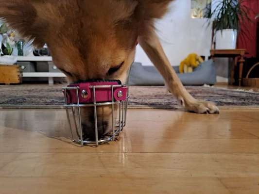 Wie sitzt mein Maulkorb / Maulkorb-Beratung-Beitrag-Bild