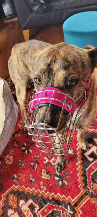 Wie sitzt mein Maulkorb / Maulkorb-Beratung-Beitrag-Bild