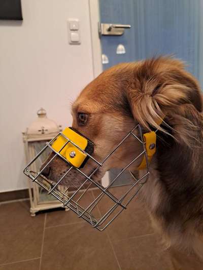 Wie sitzt mein Maulkorb / Maulkorb-Beratung-Beitrag-Bild