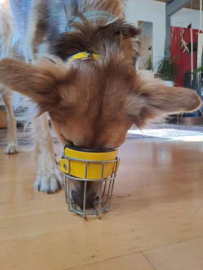 Wie sitzt mein Maulkorb / Maulkorb-Beratung-Beitrag-Bild