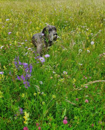 Die Dogorama Monats Challenge "Es grünt und blüht"-Beitrag-Bild
