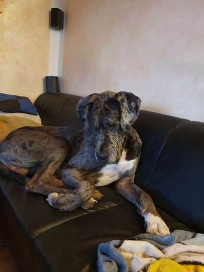 Deutsche Doggen Besitzer zeigt euch-Beitrag-Bild