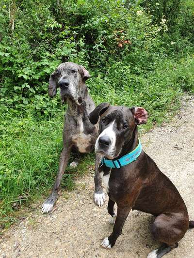 Bester Freund, Hundekumpel - zeigt her!-Beitrag-Bild