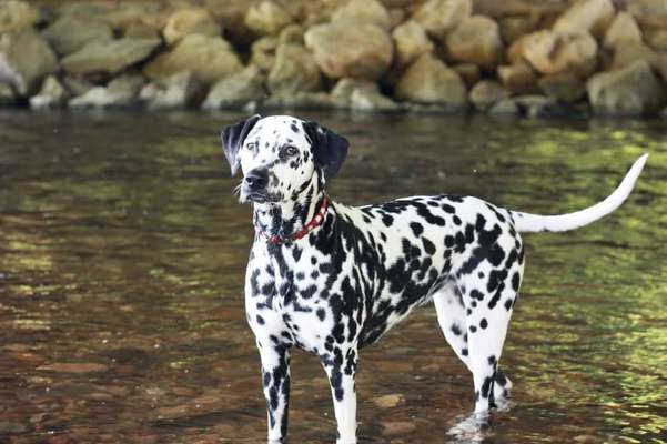 Dein Hund im Dogorama-Kalender 2021-Beitrag-Bild