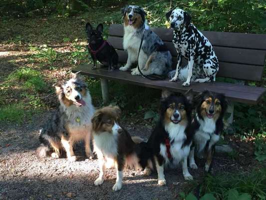 Dein Hund im Dogorama-Kalender 2021-Beitrag-Bild