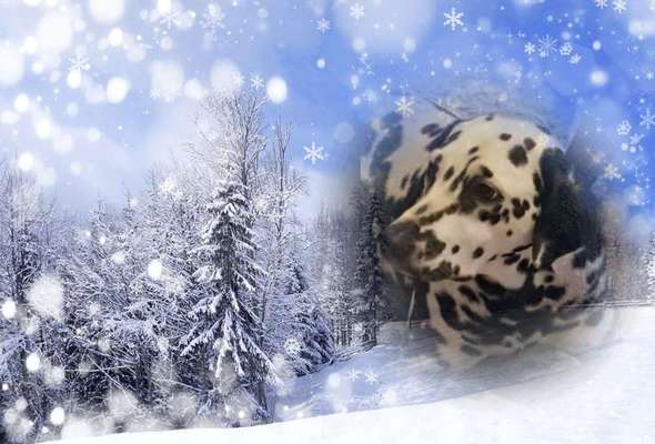 Dein Hund im Dogorama-Kalender 2021-Beitrag-Bild