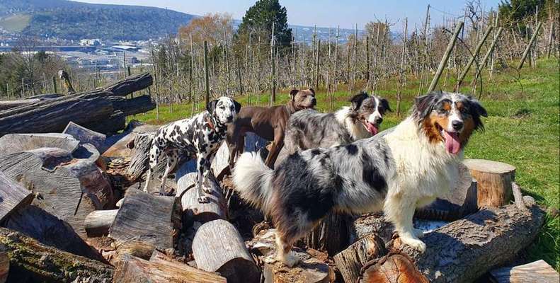 Dein Hund im Dogorama-Kalender 2021-Beitrag-Bild