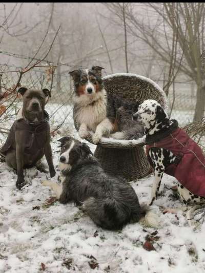 Die Dogorama Kalender Challenge Teil 2/4-Beitrag-Bild