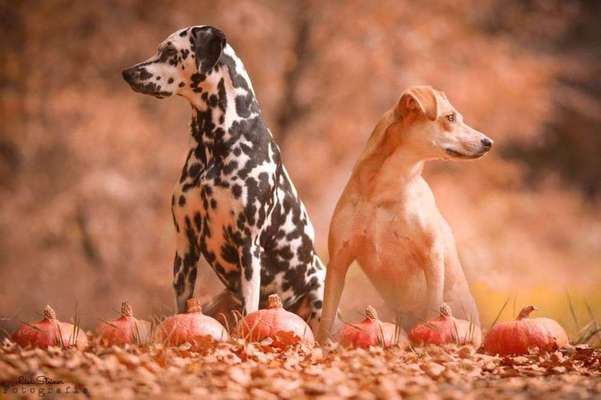 Dein Hund im Dogorama-Kalender 2021-Beitrag-Bild