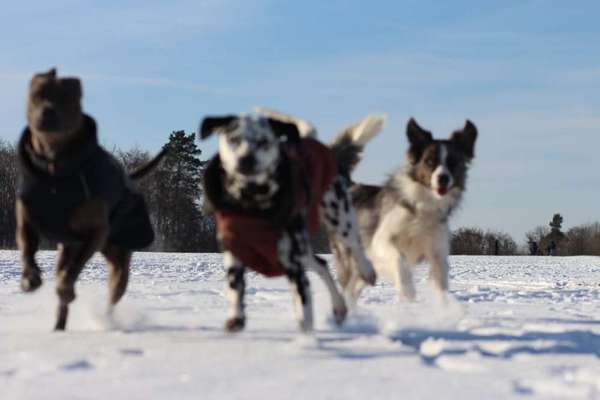 Zeigt die schönsten Schneebilder von eurer Fellnase ❄️-Beitrag-Bild